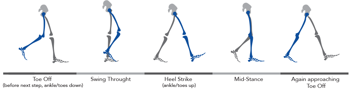 normal-gait-walking